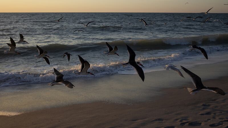 Black skimmers take flight along the Florida coast. Photograph: Getty Images