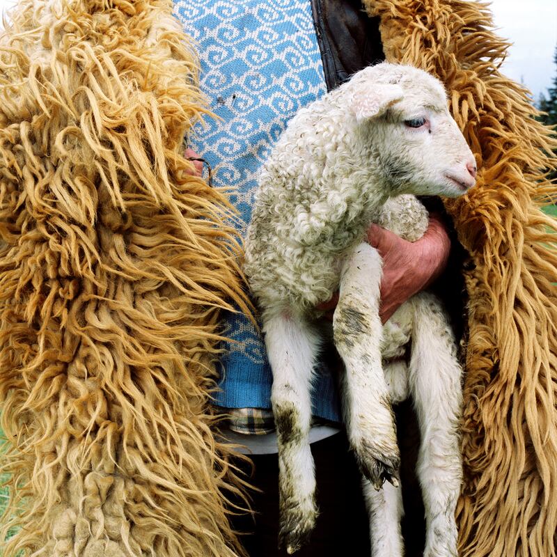 A shepherd wearing a sheepskin cloak carries a lamb at a sheepfold in the Carpathian mountains. Photograph: Dennis Galante Photo Inc/Corbis via Getty