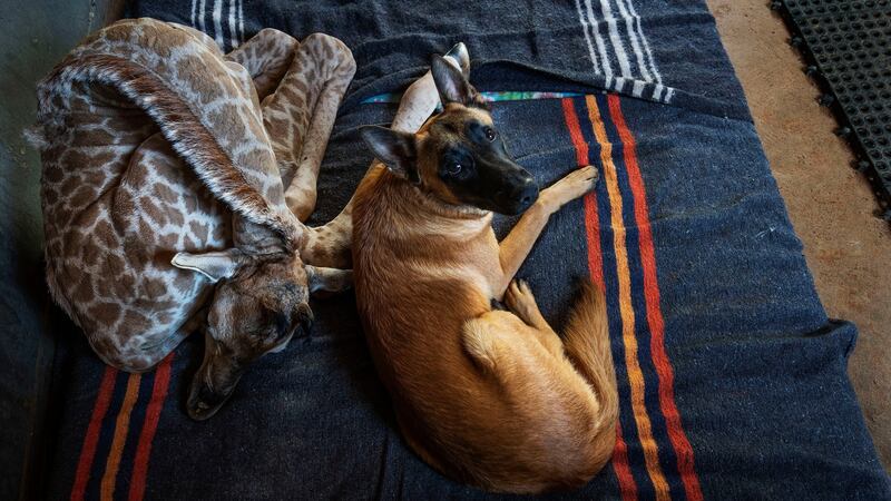 Hunter, a young Belgian Malinois, keeps an eye on Jazz, a nine-day-old giraffe, at the Rhino orphanage in the Limpopo province of South Africa. Photograph: Jerome Delay/AP