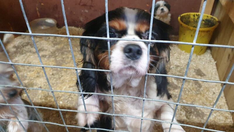 King Charles Cavaliers were among the 31 dogs rescued by police following searches in Co Tyrone on Thursday.