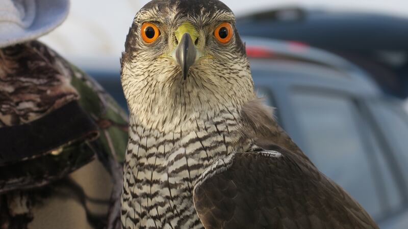 A trained goshawk. Photograph: Anya Aseeva.