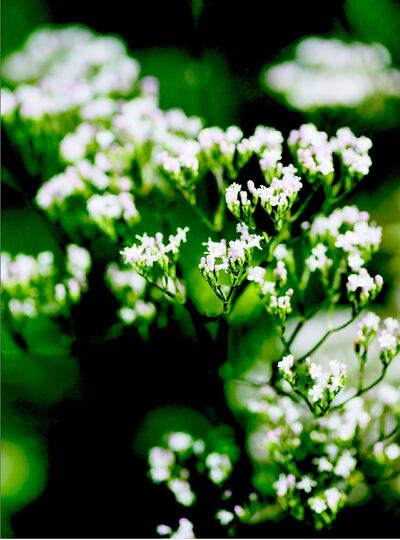 Valerian in the Dilston Physic Garden.