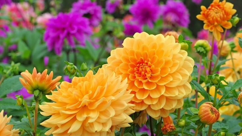 Dahlias are some of the showiest stars of the late summer garden but need regular TLC to perform at their very best. Photograph: iStock