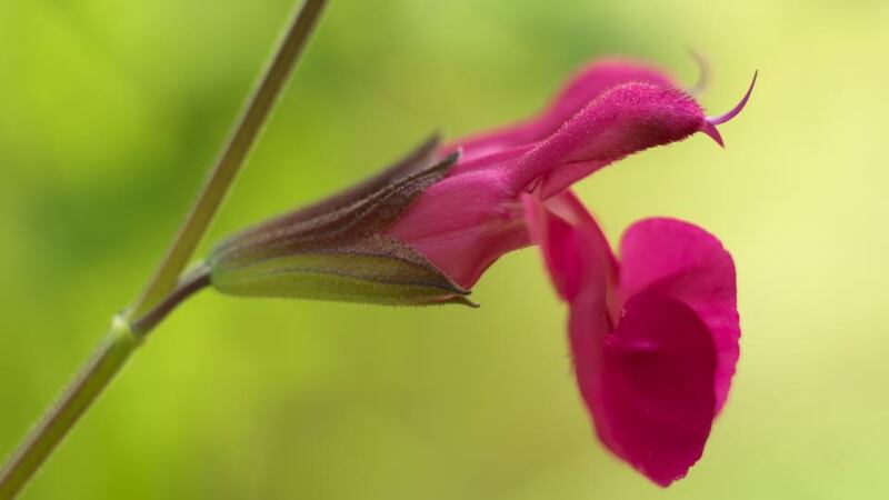 The shocking pink flowers of Salvia ‘Cerro Potosi’. Photograph: Richard Johnston