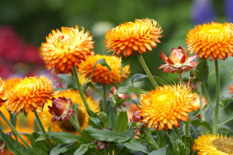 Half-hardy flowering annuals can be sown under cover at this time of year  including varieties of strawflower (Helichrysum bracteatum). Photograph: Getty Images