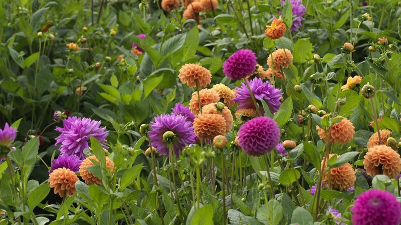 Photograph: Richard Johnston