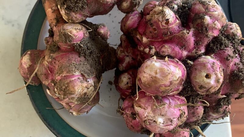 Sunflower bulbs in Dublin.