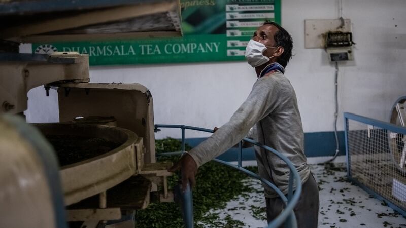 Anek Kumar, who commutes from his village to work every day, checks a machine used to crush tea leaves at the Mann Tea Estate, on the outskirts of Daramshala. Photograph: Rebecca Conway/The New York Times