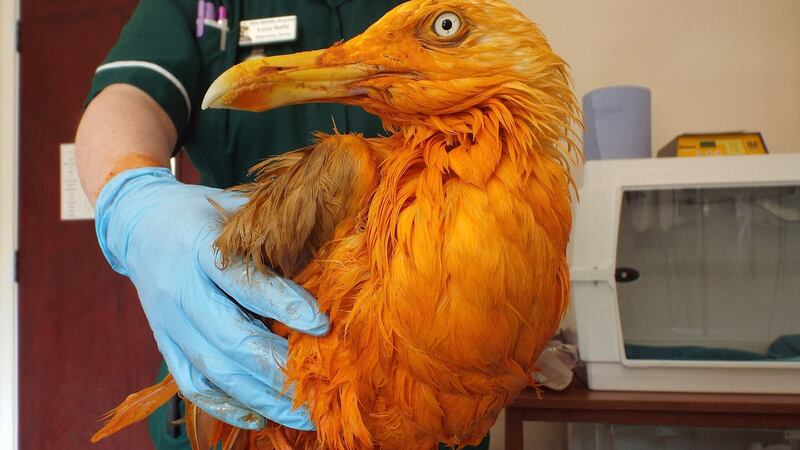 The first seagull to turn orange after a curry dip in June. Photograph: PA