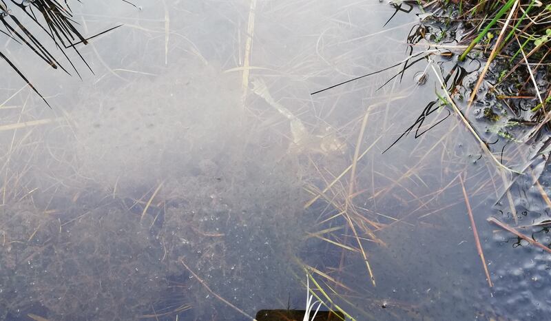 Dead frog. Photograph supplied by Hilary and Finnian Cullinan