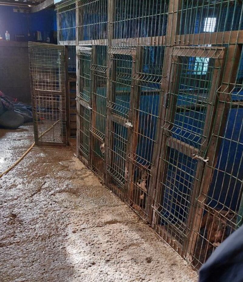 The cages were some of the animals were found. Photograph: An Garda Síochána