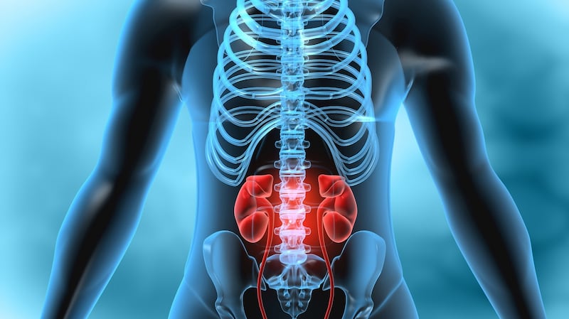 Urologists look after four of the most common cancers in Ireland which are prostate, bladder, kidney and testis cancers. Illustration: iStock