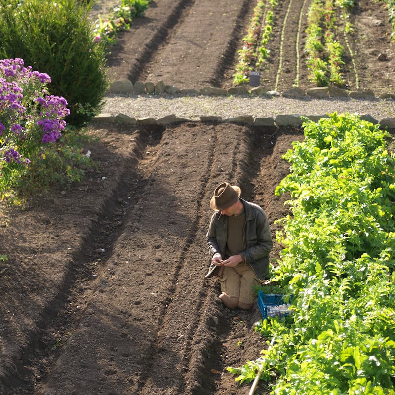 Dermot Carey planting garlic in the gardens of Burtown House. Photograph: Richard Johnston