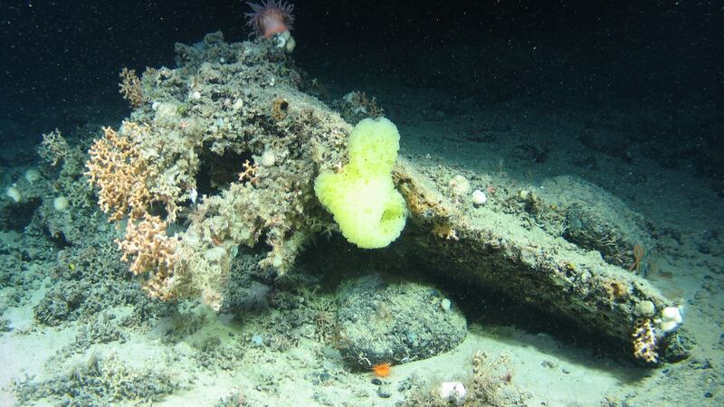 A yellow hexactinellid glass sponge atop a rocky outcrop on which stony coral Solenosmilia is growing, together with anemones and feather stars.  Photograph: NUIG