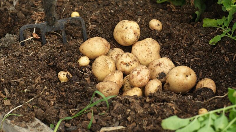 Mid to late March is traditionally the time to plant first-early varieties of potatoes in Ireland. Photograph: Richard Johnston
