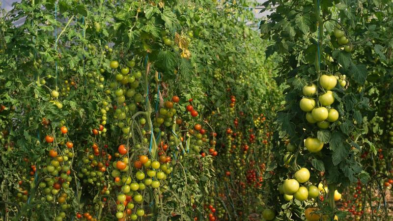 Hanging gardens of tomatoes in a polytunnel. Photograph: Richard Johnston