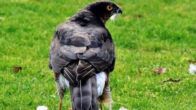 A sparrowhawk in Dublin.