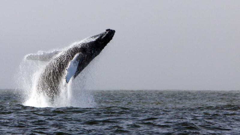 A humpback whale breaching in waters off Hook Head, Co Wexford. File photograph: Padraig Whooley/Irish Whale and Dolphin Group