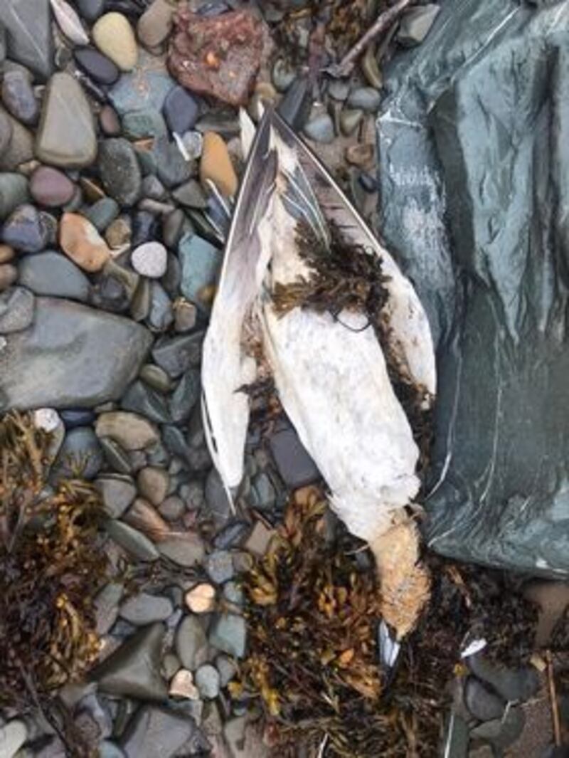 A dead gannet in Termonfeckin, Co Louth. Photograph: Breda Keane/BirdWatch Ireland