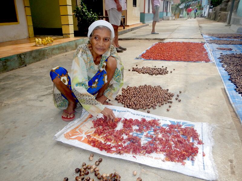 Drying out nutmeg and mace spices on the Spice Islands, Indonesia. Photograph: Gemma Tipton