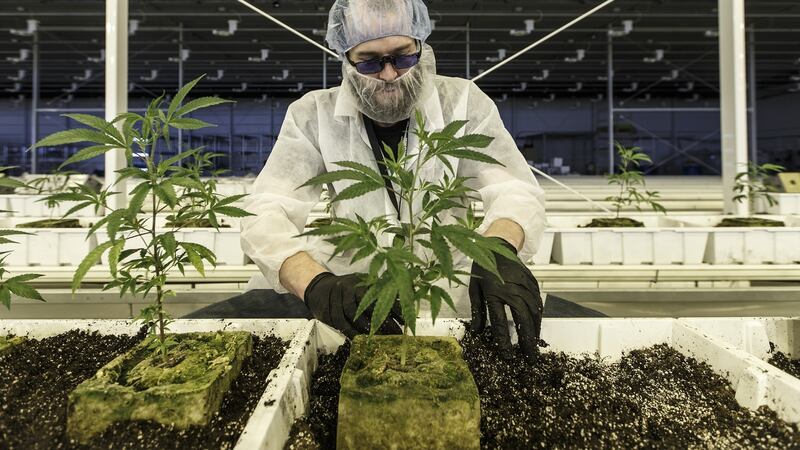An employee tends to marijuana plants at the Aurora Cannabis  facility in Canada. The company predicts the expected opening up of the medicinal market may see up to 50,000 Irish patients being prescribed cannabis within four years