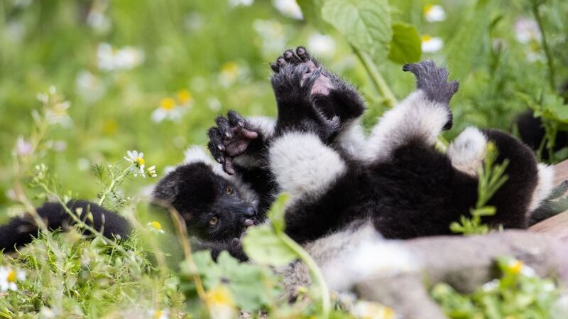 The two newly arrived black and white ruffed lemurs. Photograph: Fota Wildlife Park