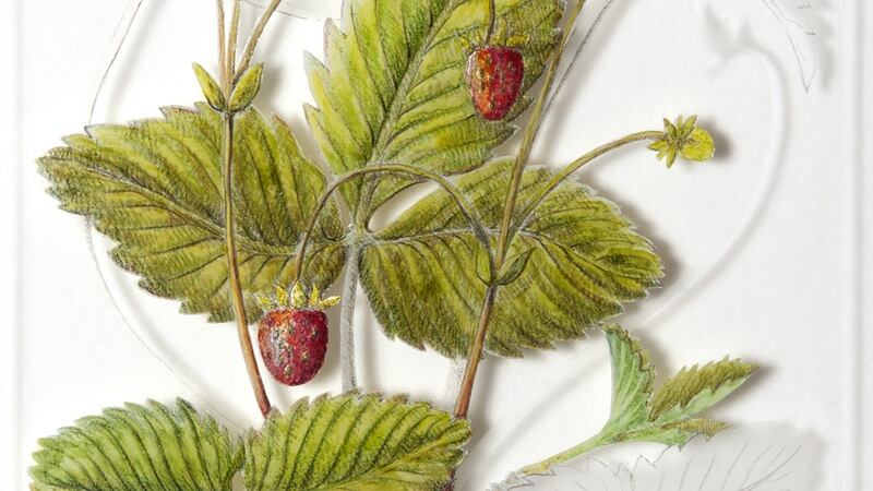 Artwork by botanical artist Yanny Petters.
