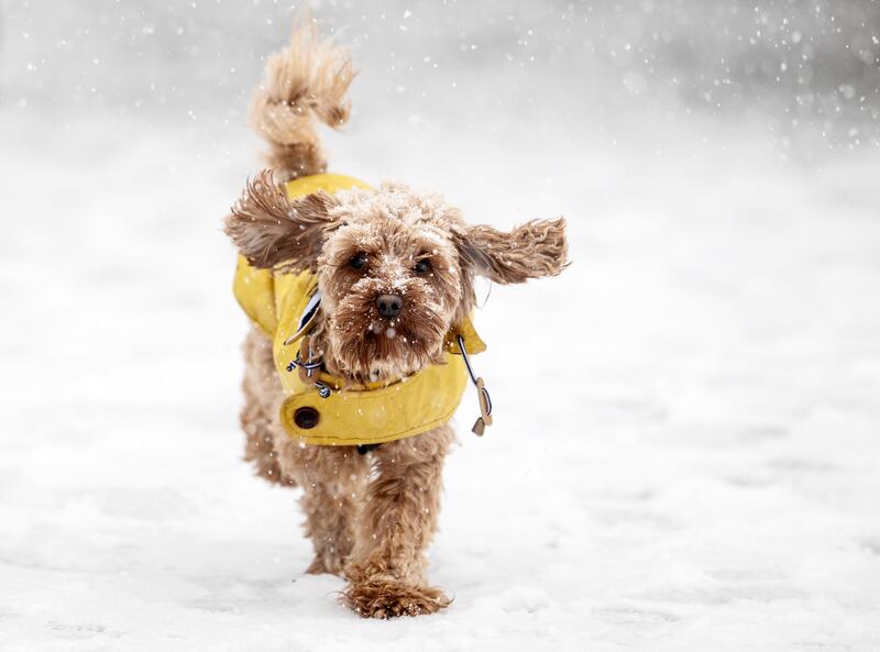 Margot the Cavapoo enjoys her walk in the Blessington Basin, Dublin. Photograph: Sam Boal/Collins Photos
