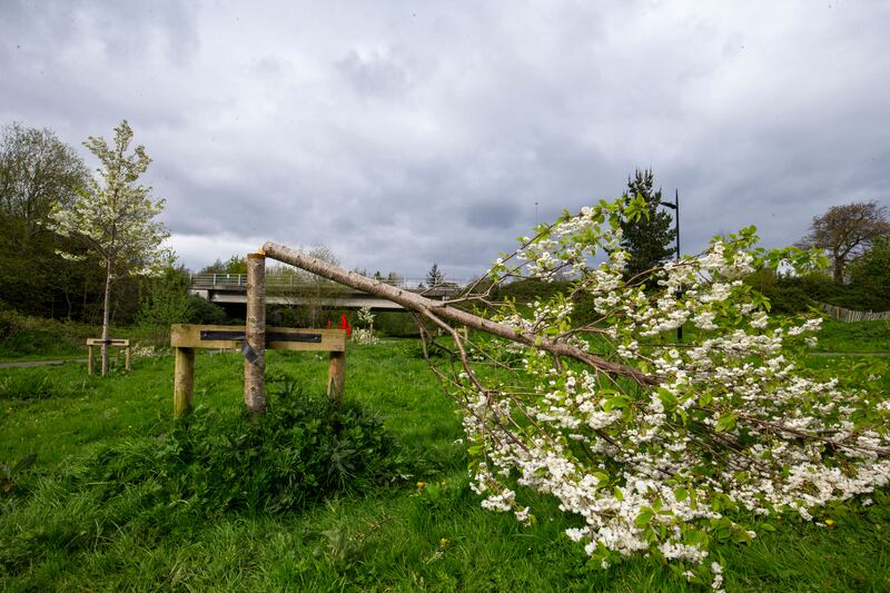 Another of the trees in Dodder Valley Park. Photograph: Tom Honan