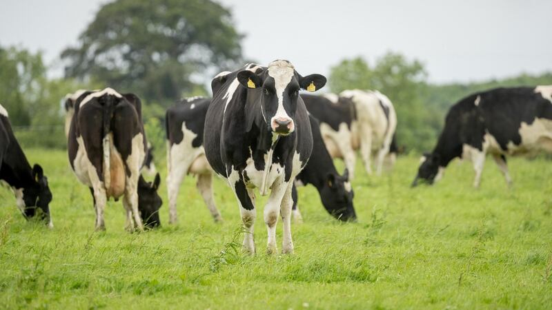 The Friesian dairy herd at Coolanowle organic farm, Ballickmoyler, Co Carlow. Photograph: Dylan Vaughan