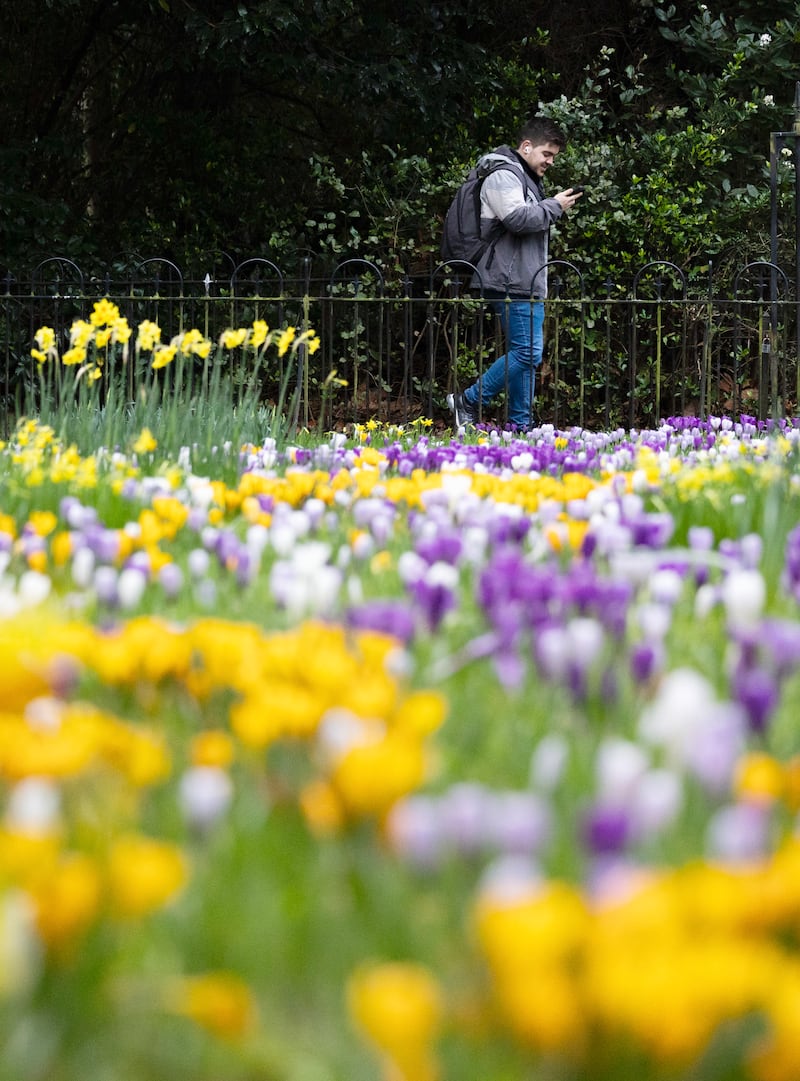 Crocuses and daffodils in St Stephens Green, Dublin. Photograph: Sam Boal/Collins 