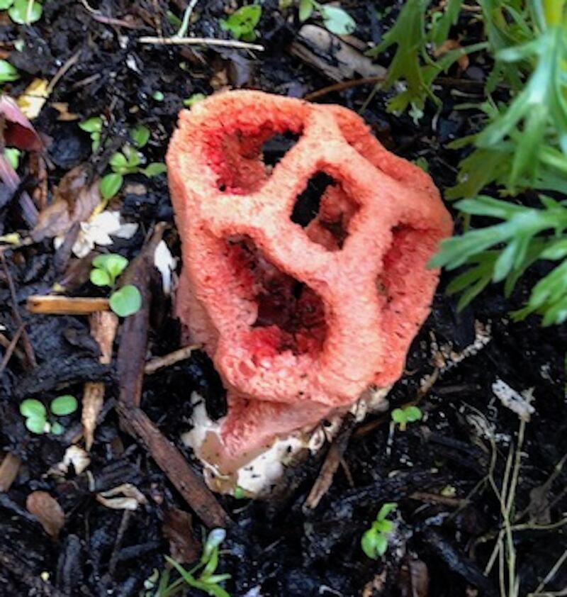 Red cage fungus