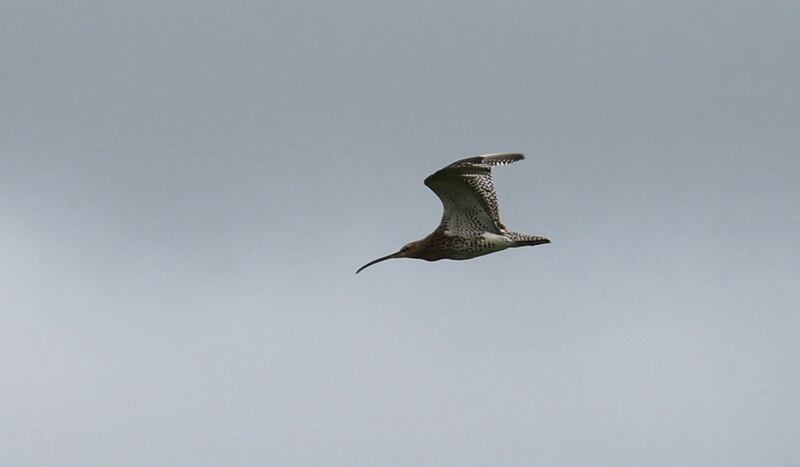 Curlews fly across  Ballydangan Bog. The Ballydangan Red Grouse Project in Co. Roscommon is a community based conservation project which cares for wildlife in the area especially red grouse and the curlew.  Photo: Bryan O’Brien / The Irish Times


