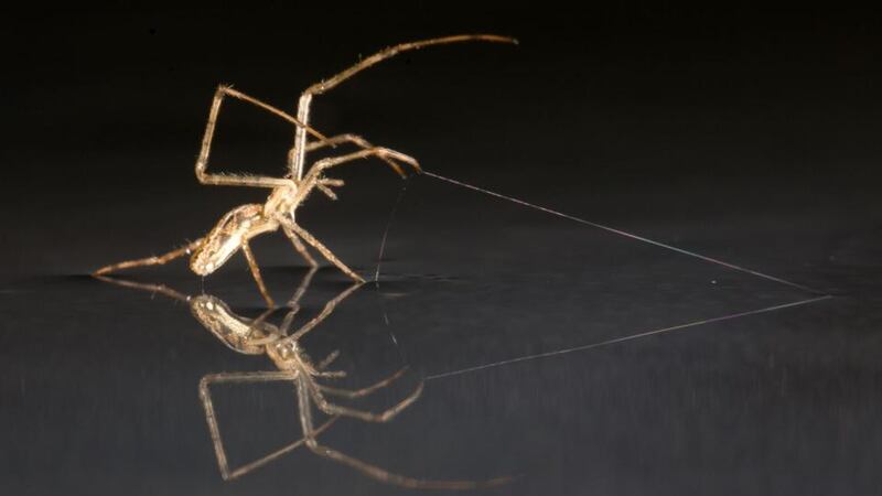 Linyphiid spider sailing using legs and his silk. Photograph: Alex Hyde