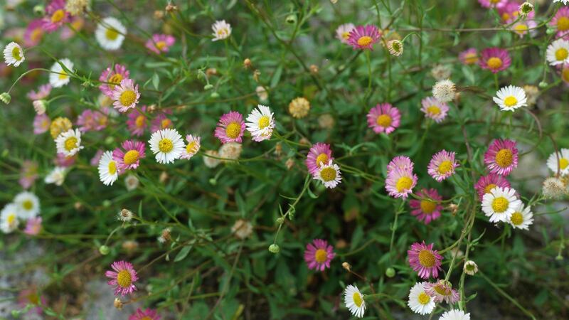 Mexican fleabane in flower. Photograph: Richard Johnston