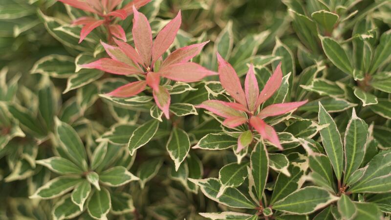 The handsome evergreen foliage of Pieris ‘Carnaval’, a lovely ericaceous shrub that looks great in a winter container. Photograph:  Richard Johnston