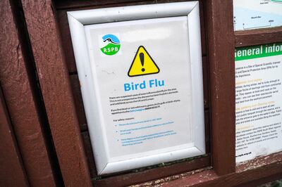 A notice warning of the presence of bird flu at Marazion Marsh Nature Reserve in Cornwall, England, on February 12th. Photograph: Hugh R Hastings/Getty Images