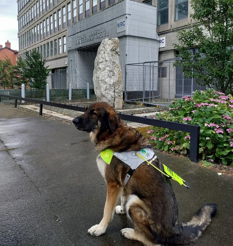 Pilot Nadine Lattimore's guide dog outside the Workplace Relations Commission in 2024.