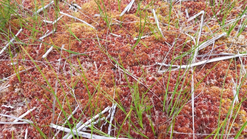 A cover of sphagnum moss on the trial area on Girley Bog, Co Meath, after three years. Photograph: Nuala Madigan