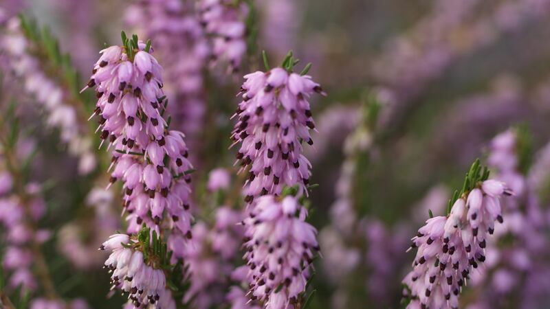 Winter flowering heather (erica) is a valuable source of early nectare for pollinating insects. Photograph: Richard Johnston