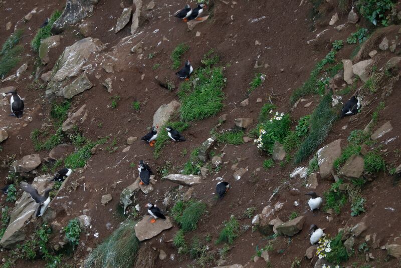 Puffins at the RSPB West Light Seabird Centre on Rathlin Island, Northern Ireland.   Photograph Nick Bradshaw