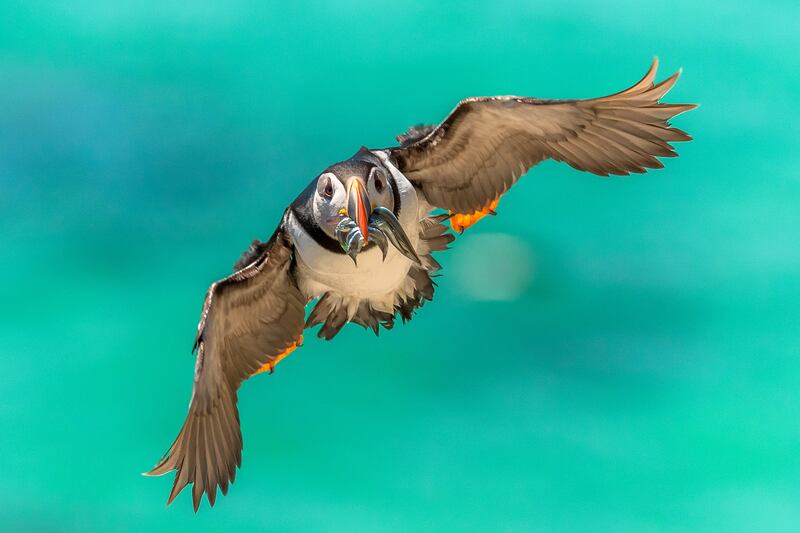 Declan Roche was shortlisted in the Wildlife and the Coast category for his image 'Homeward Bound', taken on the Saltee Islands in Co Wexford.