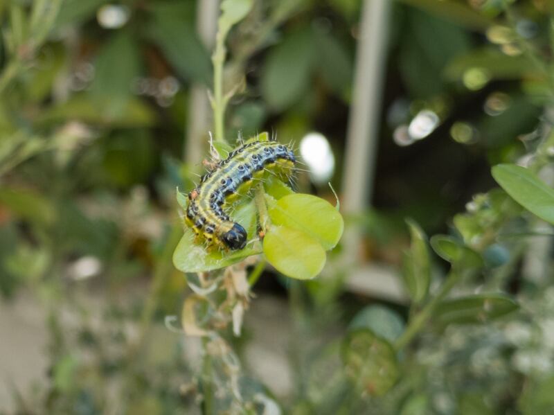 A very destructive pest of box hedging and box topiary, the box moth's large lime-green and black caterpillars overwinter in weblike cocoons  before emerging to feed voraciously on the foliage and stems. Photograph: iStock/Getty