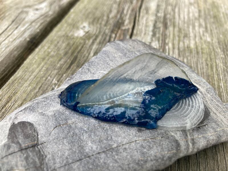 By-the-wind-sailor. Photograph supplied by John J Kelly