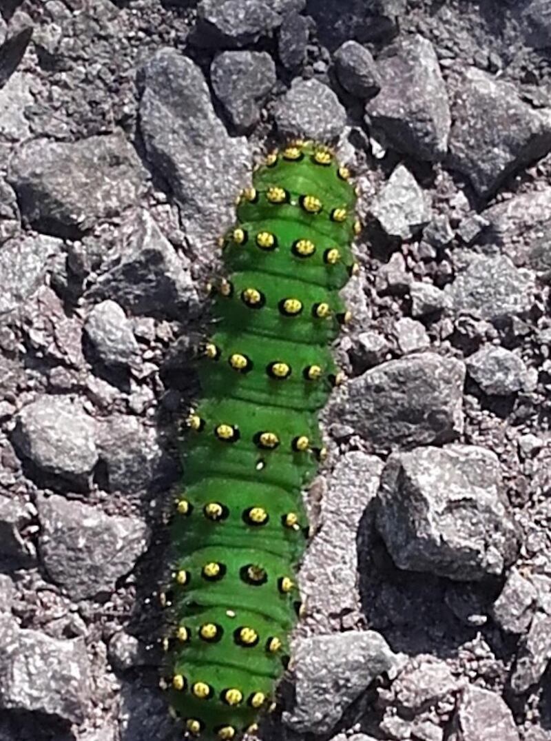 Elephant hawkmoth caterpillar