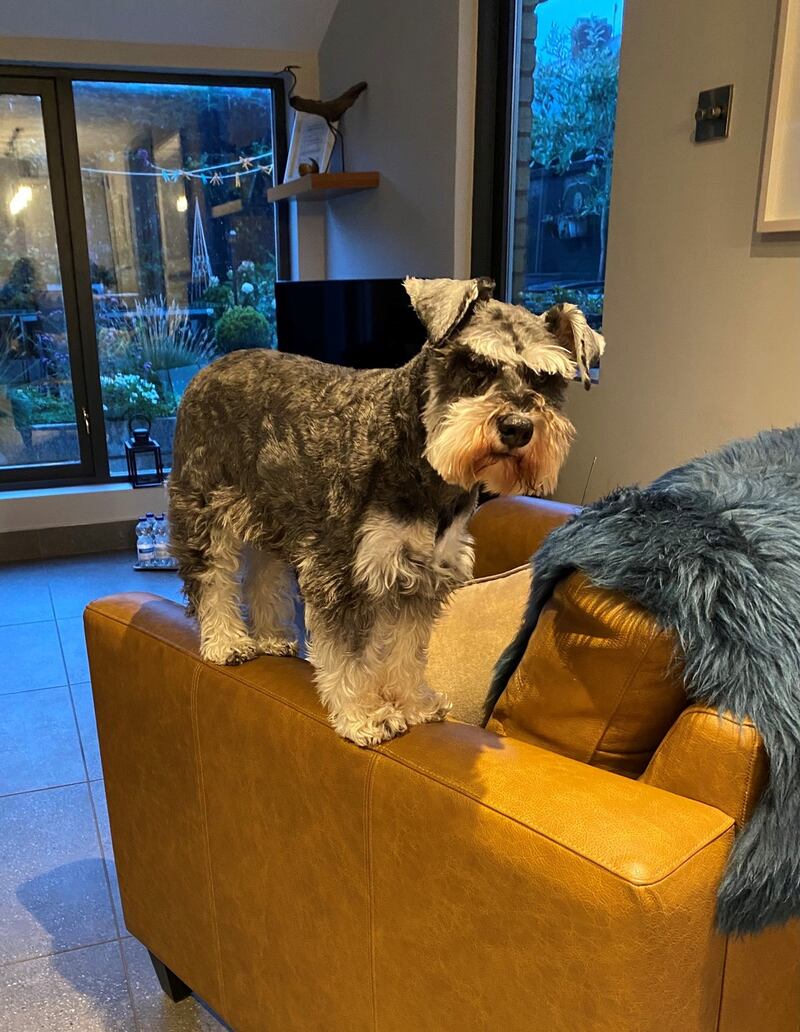 ‘All of a sudden our little darling Penny, who wasn’t yet six, went off to Dog Heaven.’