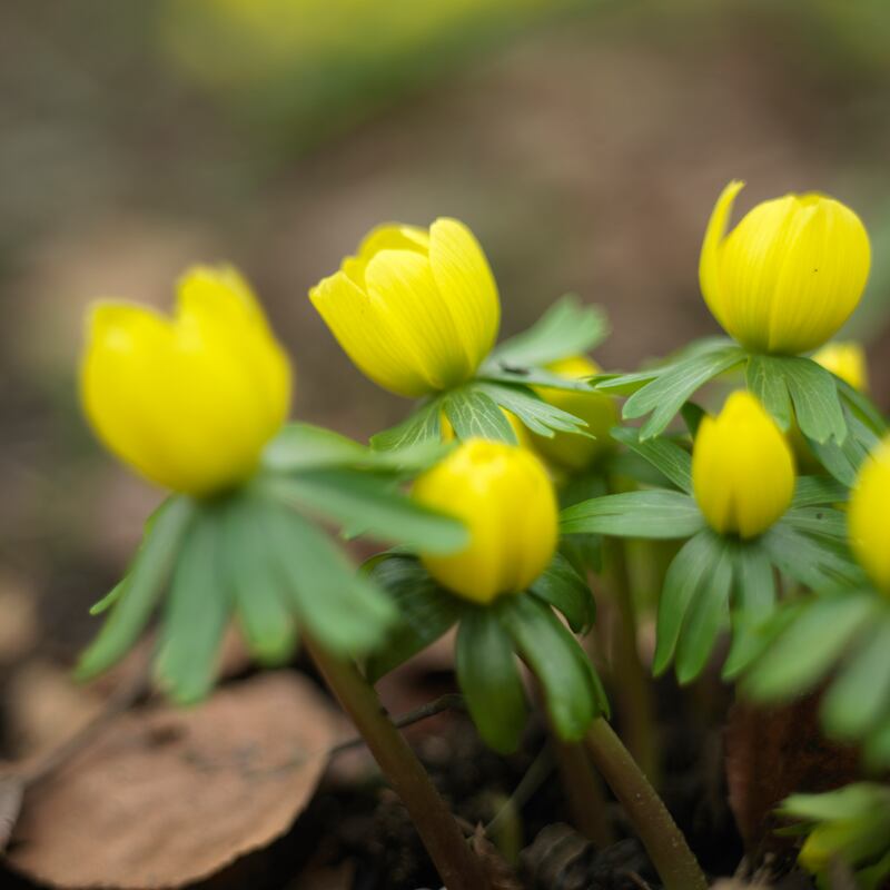 Winter aconites