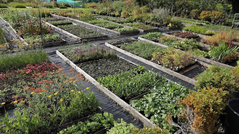 Mount Venus Nursery, Tibradden. Photograph: Nick Bradshaw