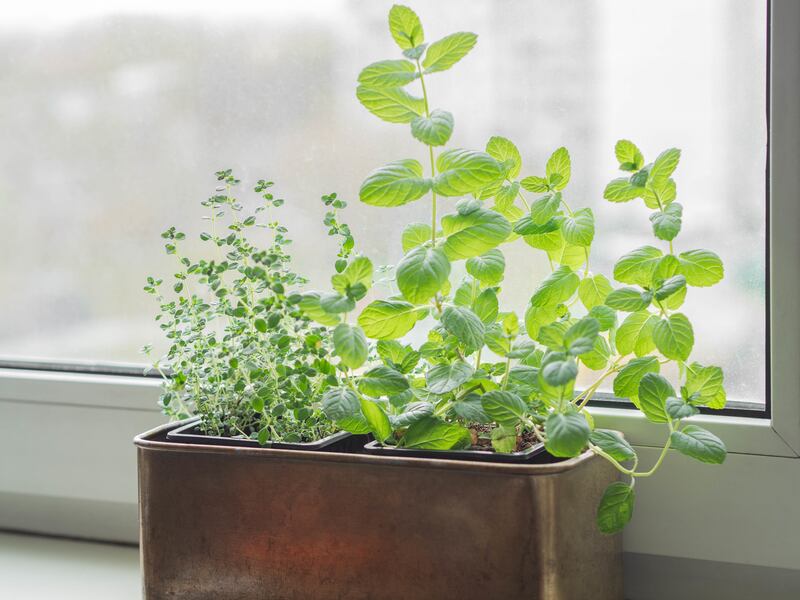 Growing fresh herbs at home on the windowsill. Mint and thyme in a metal box on a white windowsill. Photograph: Getty