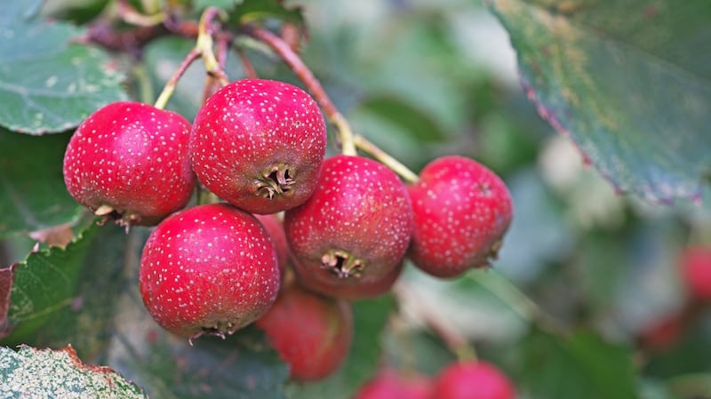 The Chinese hawthorn has almost apple-sized red haws. Photograph: iStock